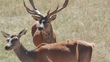 Parc animalier ferme auberge le Saint Hubert