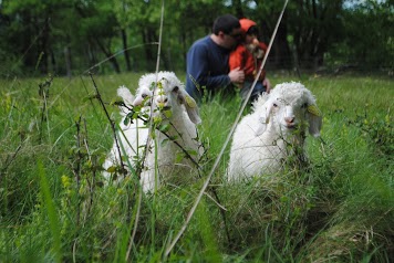 Mohair Pyrénées