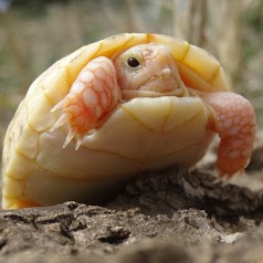 La Vallée des Tortues