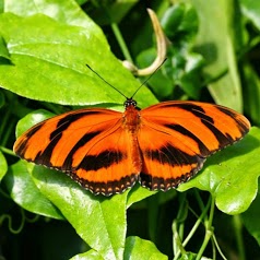 Les Papillons d'Amarante