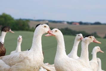 Ferme de Las Crabères, Francis MAUCO