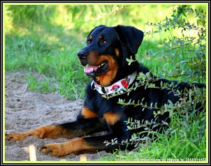 beaucerons l'ombre rouge de Phrygie