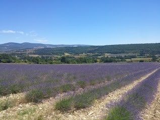 Les Lavandes du GAEC Champelle