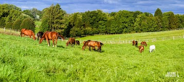 Haras nationaux de Villeneuve sur Lot