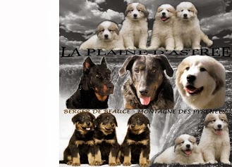 ACHAT VENTE CHIOTS PATOU BEAUCERON ELEVAGE DE LA PLAINE D'ASTREE GINON CHIEN DE MONTAGNE DES PYRENEES BERGER DE BEAUCE BAS-ROUGE