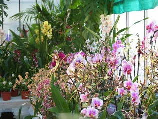 Orchidées lison (cccot)