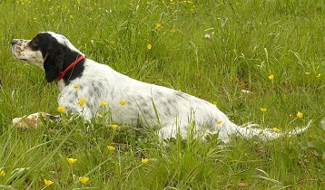 Centre Canin du Gourg d'Enfer