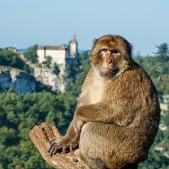 La Forêt des Singes