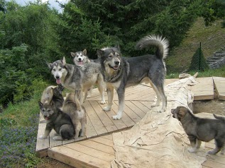 Des Loups du Valgo - Valg'aux loups- Alaskan Malamutes