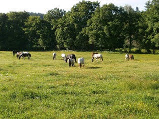 Vassivière à cheval