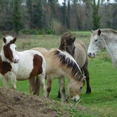 Poney-Découverte