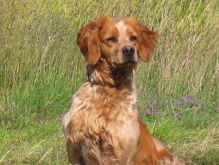 CENTRE CANIN DU VALLON DE BEAUDINI