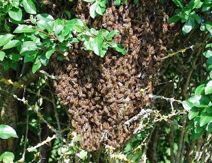 Bees in France