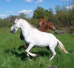 Les chevaux de Gauchoux