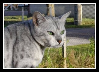 Chatterie de la magie Korrigane