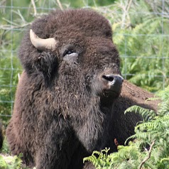 Les Bisons des Monts de la Madeleine