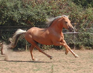 Haras d'Herbord