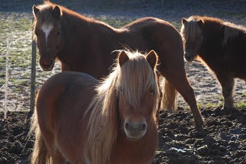 Ecurie Des Dragons, Poney-Club