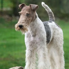 Fox-Terriers du Hallier d'Eltinor