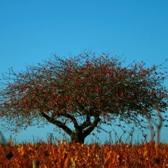 Domaine Lavigne