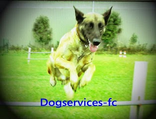 dogservices-fc
