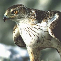 Aquila Inox