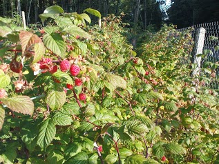 Le Jardin du Vivier