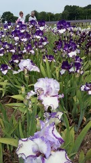 Jardin d'Iris