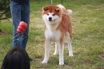 Top Akita Inu