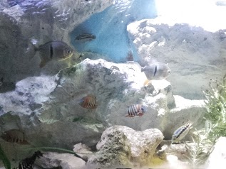 Sea Life Aquarium