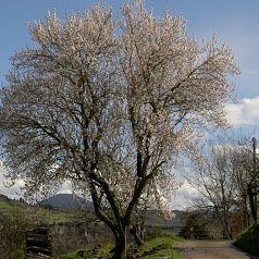 Domaine de Pailhères