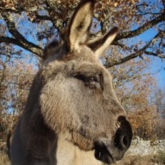 location d'ânes, randonner avec un âne